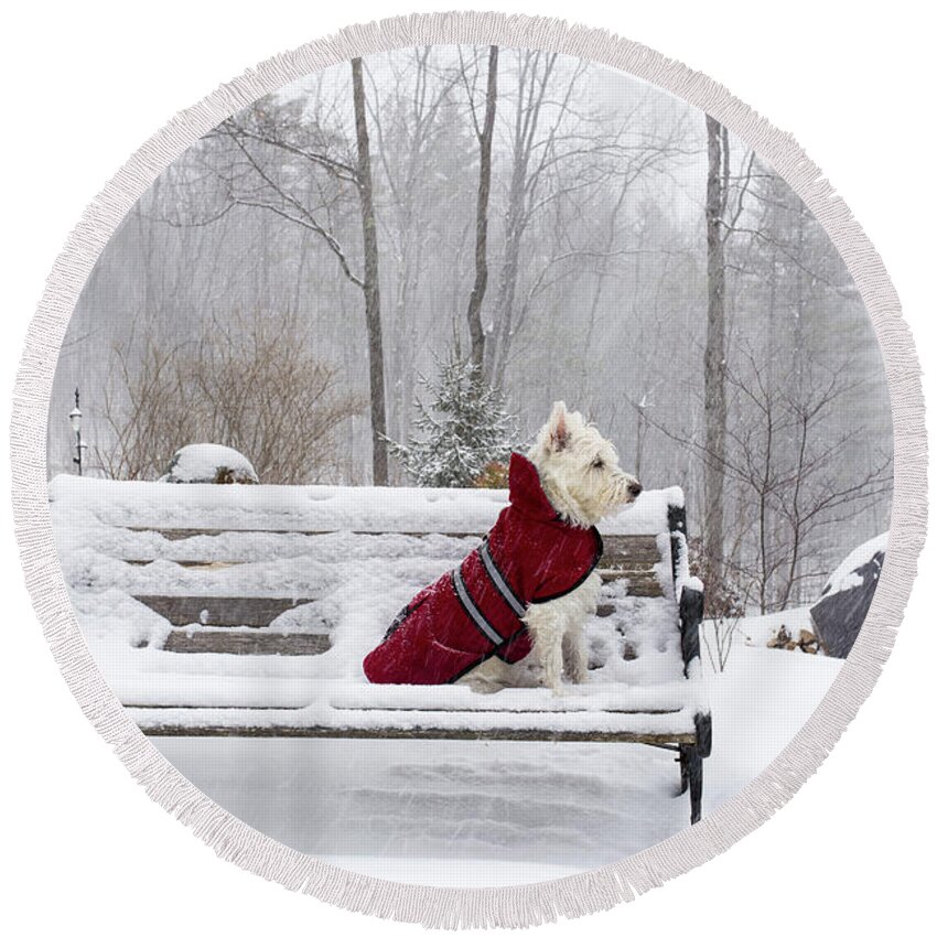 Dog Round Beach Towel featuring the photograph Small White Dog in Snow Storm on Bench by Edward Fielding