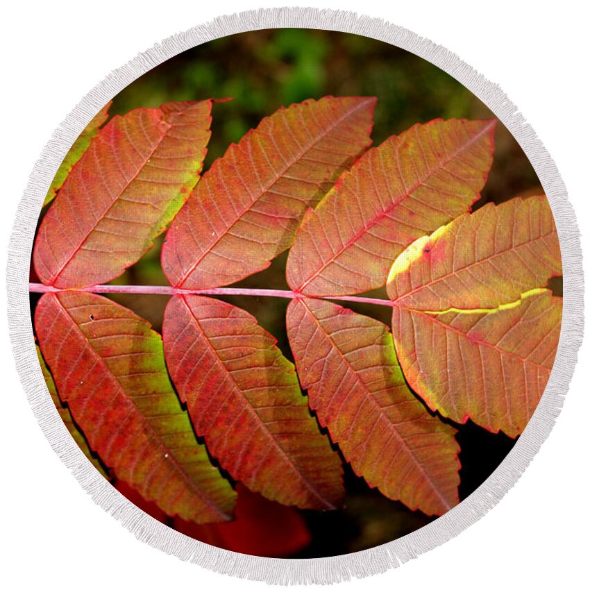 Nature Round Beach Towel featuring the photograph Smooth Sumac by Robert Morin