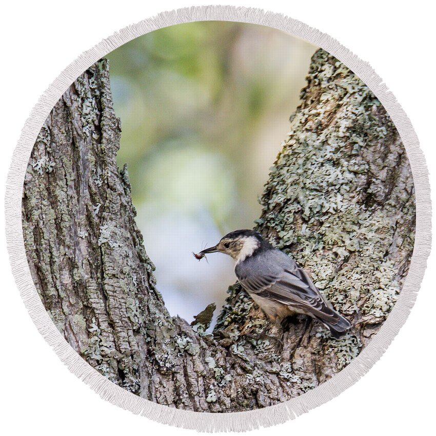 Nuthatch Round Beach Towel featuring the photograph Snack Time by Darryl Hendricks