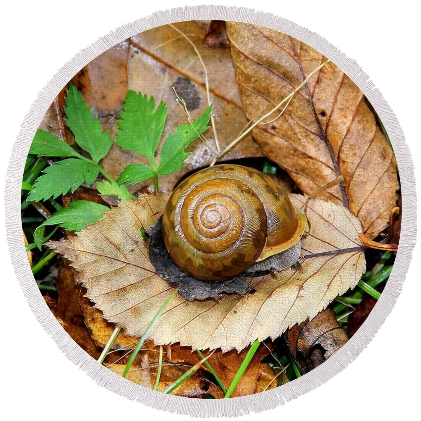 Snail Round Beach Towel featuring the photograph Snail Home by Allen Nice-Webb