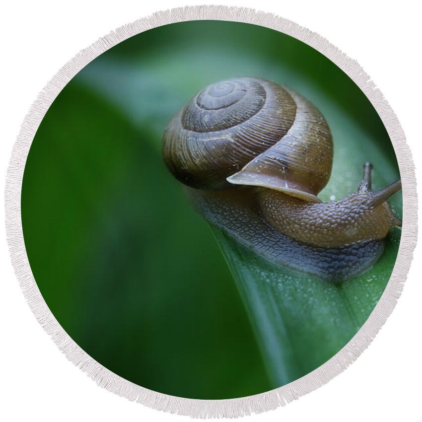 Snail Round Beach Towel featuring the photograph Snail In The Morning by Mike Eingle
