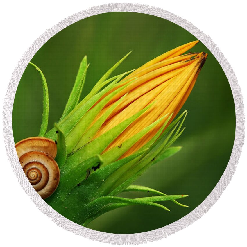 Snail Round Beach Towel featuring the photograph Snail by Yuri Peress
