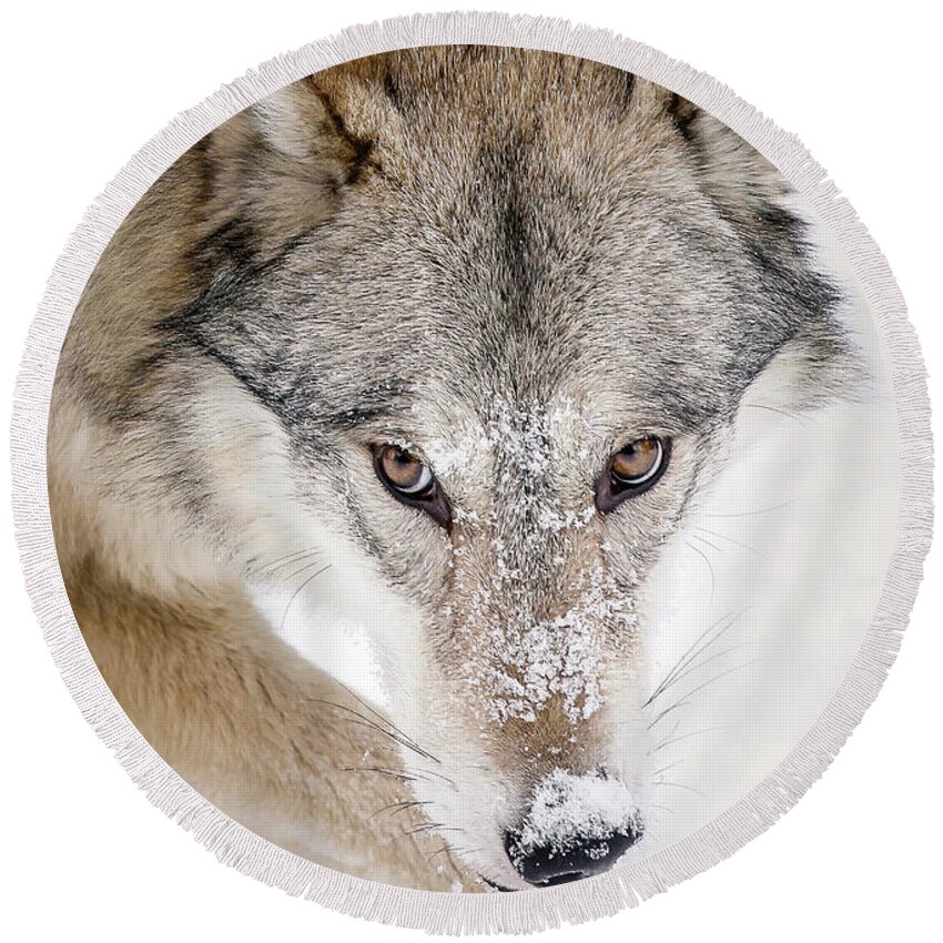 Wolves Round Beach Towel featuring the photograph Sneaky Wolf by Athena Mckinzie