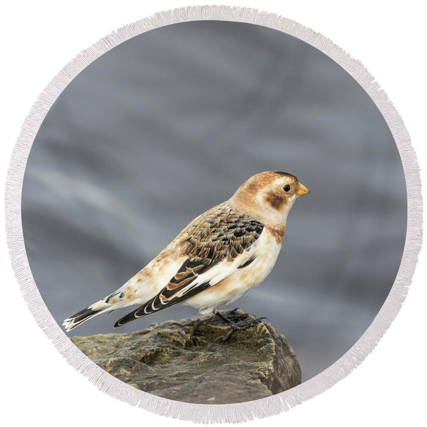 Snow Bunting Round Beach Towel featuring the photograph Snow Bunting 2017-2 by Thomas Young