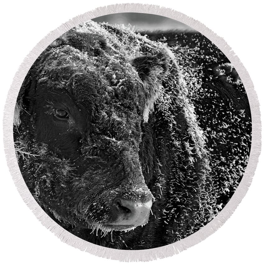 Ice Round Beach Towel featuring the photograph Snow Covered Ice Bull by Amanda Smith