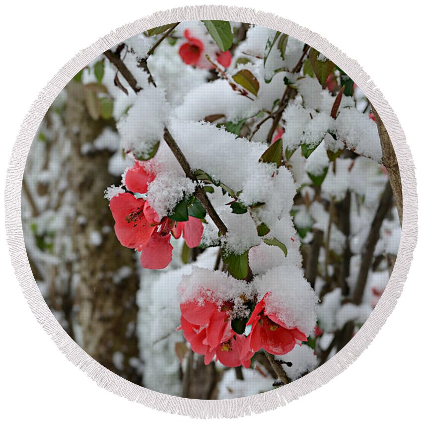 Snow Round Beach Towel featuring the photograph Snow Flowers by Ally White