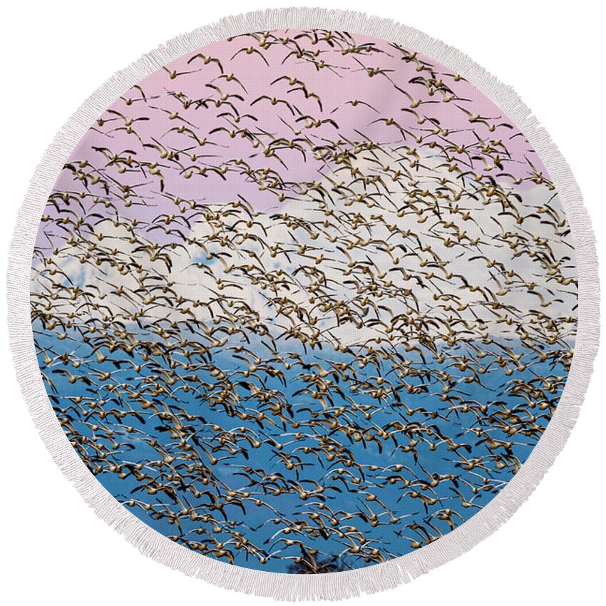 Snow Geese Round Beach Towel featuring the photograph Snow geese at sunset by Yoshiki Nakamura