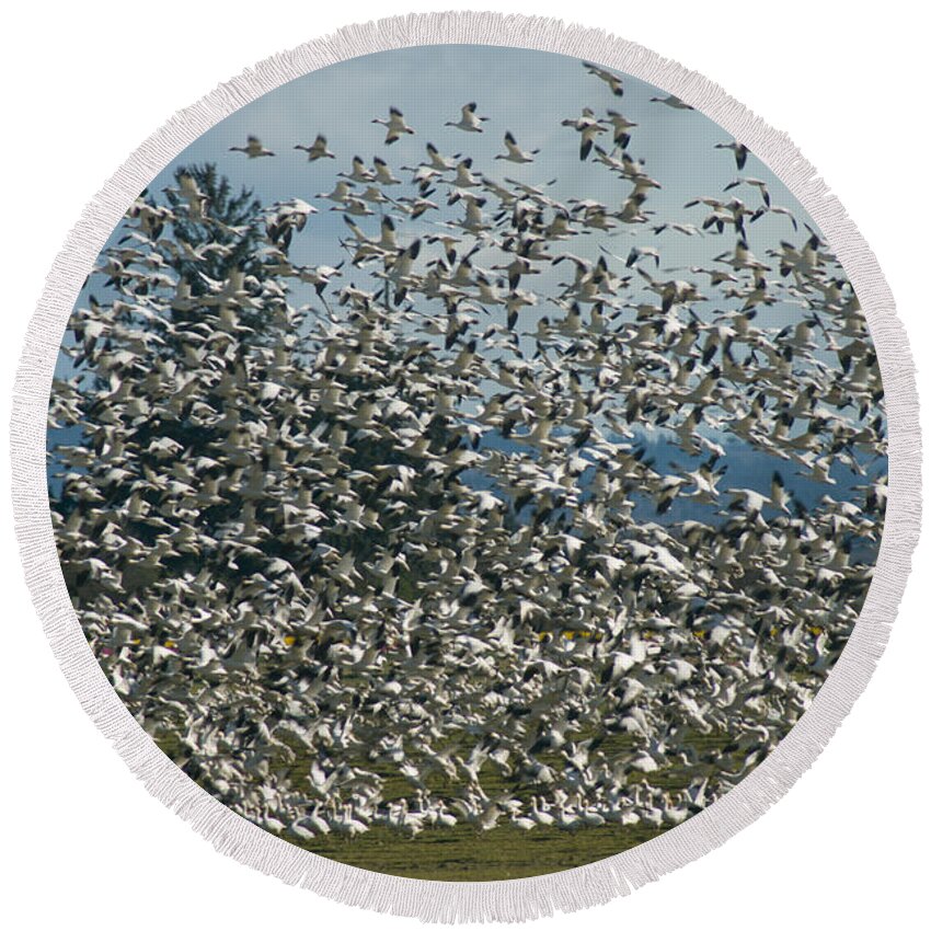 Geese Round Beach Towel featuring the photograph Snow Geese Convention by Louise Magno