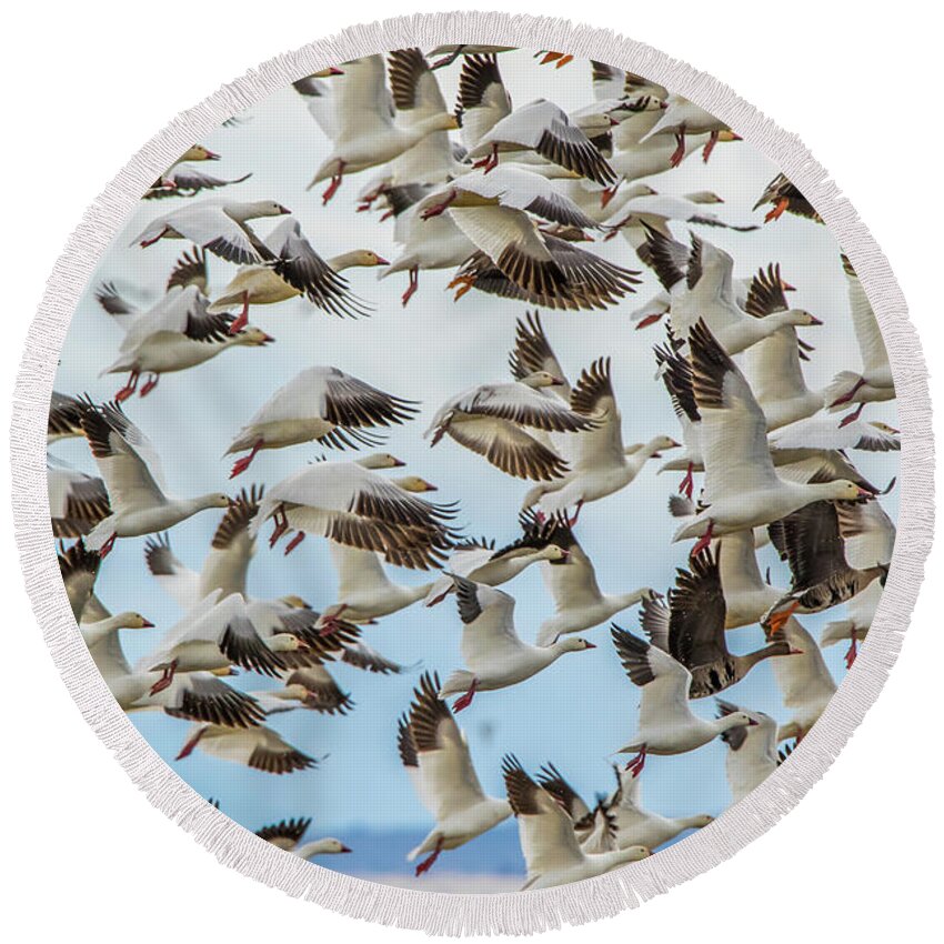 California Round Beach Towel featuring the photograph Snow Geese Take Off by Marc Crumpler