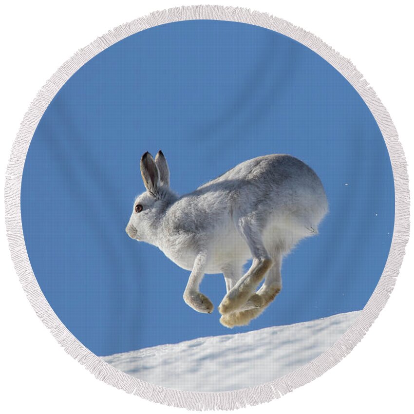 Mountain Hare Round Beach Towel featuring the photograph Snow Hare by Arterra Picture Library