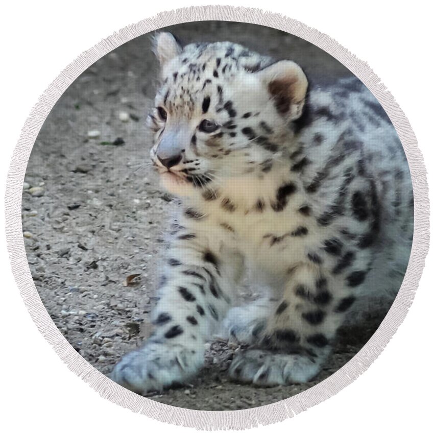 Terry D Photography Round Beach Towel featuring the photograph Snow Leopard Cub by Terry DeLuco