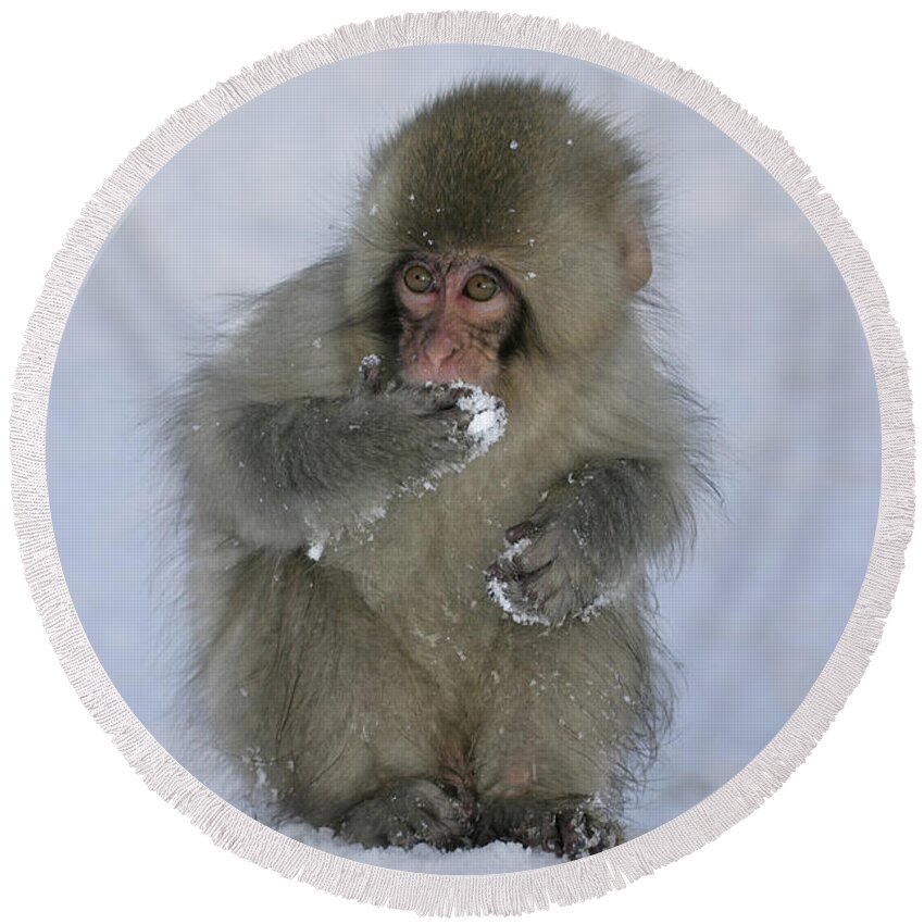 Japanese Macaque Round Beach Towel featuring the photograph Snow Monkey Eating Snow by Jean-Louis Klein & Marie-Luce Hubert