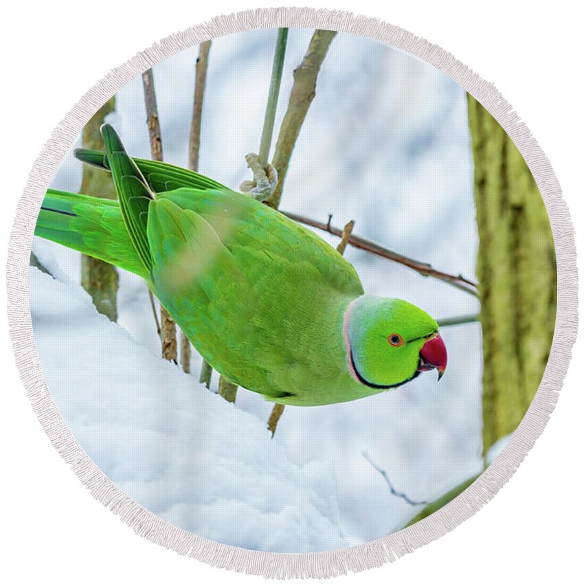 Africa Round Beach Towel featuring the photograph Snow Parrot by Andrew Balcombe