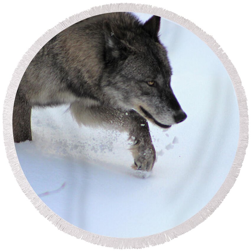 Wolf Round Beach Towel featuring the photograph Snow Walker by Azthet Photography
