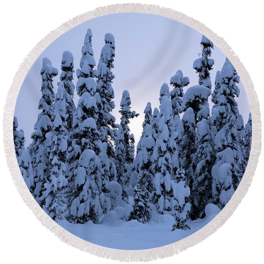 Alaska Round Beach Towel featuring the photograph Snowy Black Spruce by Tim Newton