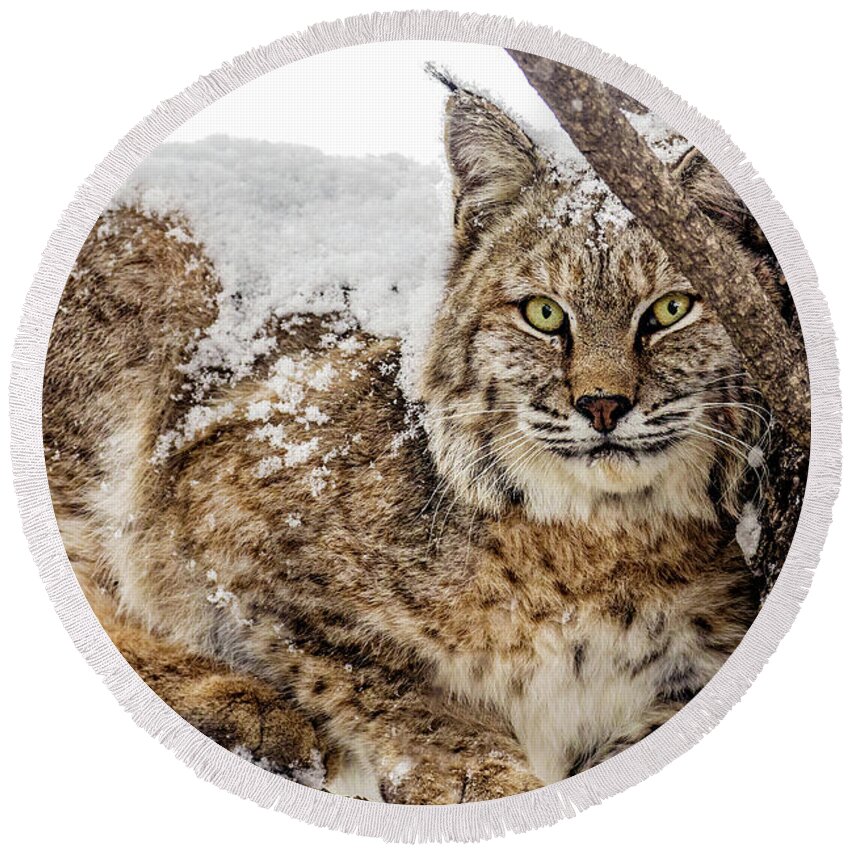 Categories Round Beach Towel featuring the photograph Snowy Bobcat by Dawn Key