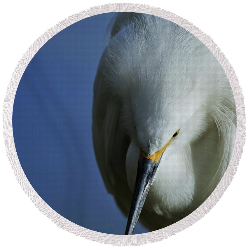 Snowy Egret Round Beach Towel featuring the photograph Snowy Close Up by Julie Adair