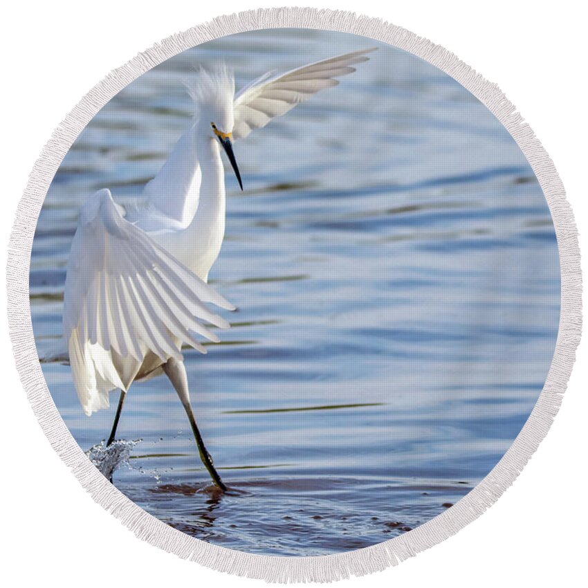 Snowy Round Beach Towel featuring the photograph Snowy Egret 0322-111217-1cr by Tam Ryan