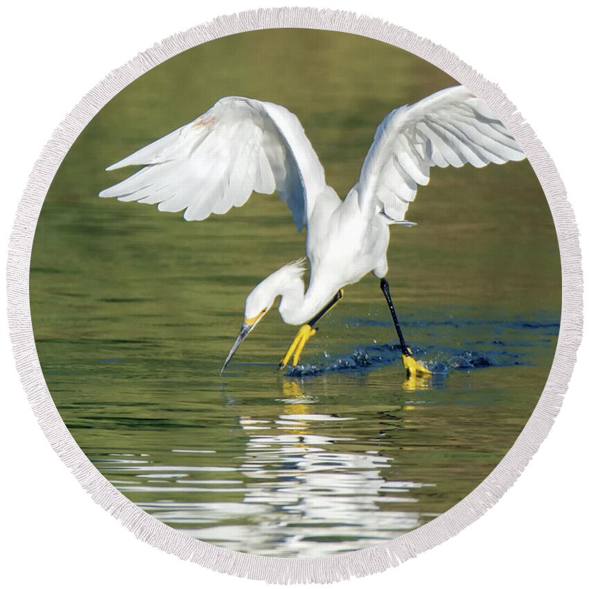 Snowy Round Beach Towel featuring the photograph Snowy Egret 5266-092117-1cr by Tam Ryan