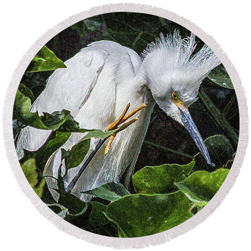 Baby Round Beach Towel featuring the photograph Snowy Egret Chick by Roslyn Wilkins