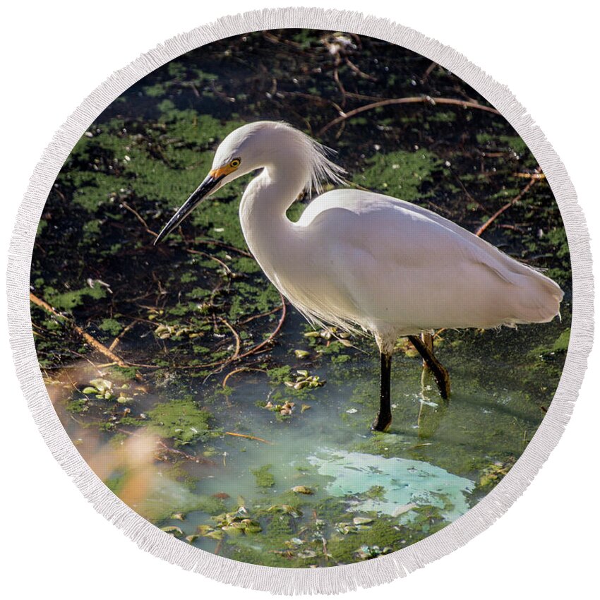 Wildlife Round Beach Towel featuring the photograph Snowy Egret II by Steph Gabler