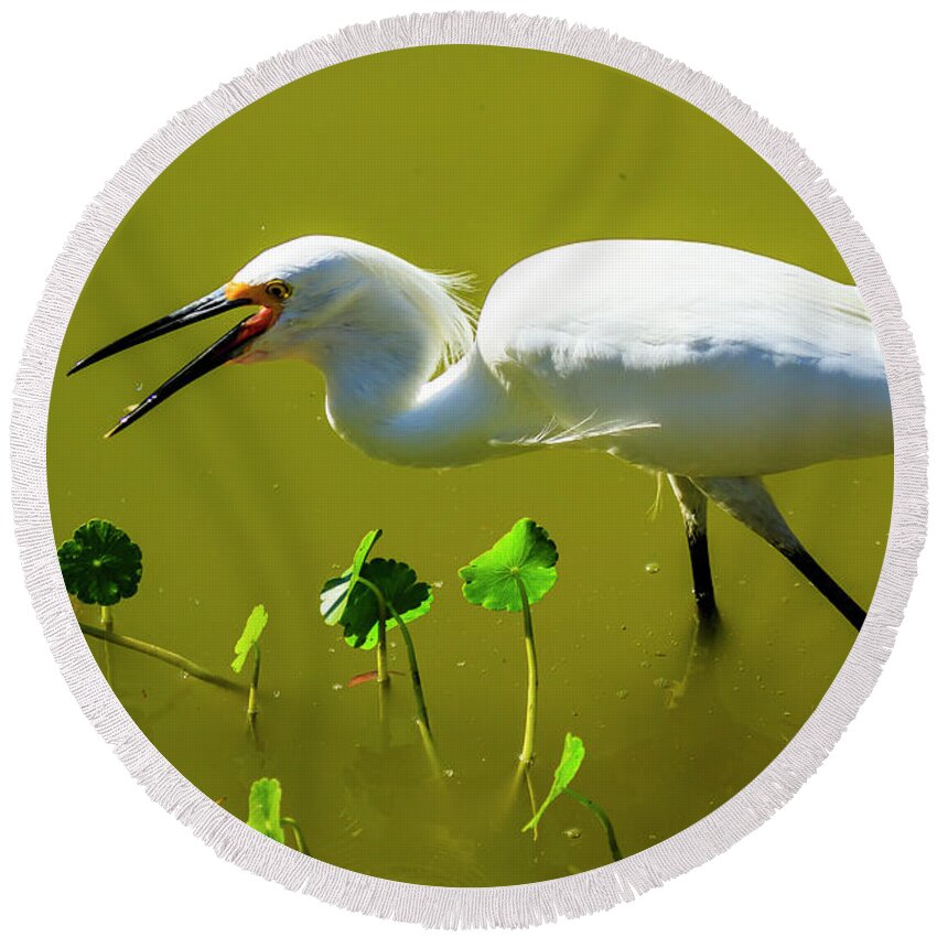 Snowy Egret Round Beach Towel featuring the photograph Snowy Egret in Florida by Ben Graham