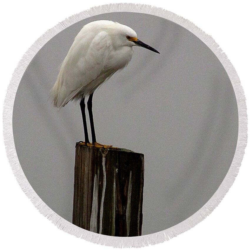 Snowy Egret Round Beach Towel featuring the photograph Snowy Egret in the fog by Christopher Mercer