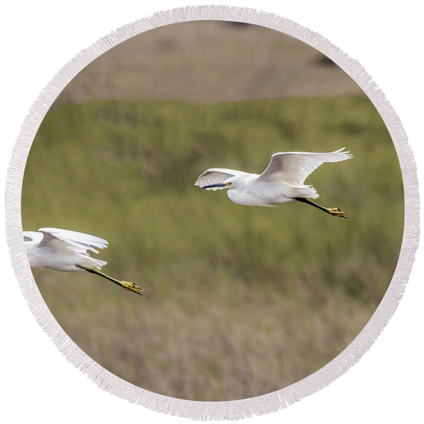 Snowy Egret Round Beach Towel featuring the photograph Snowy egret pair flying across a plain by William Bitman