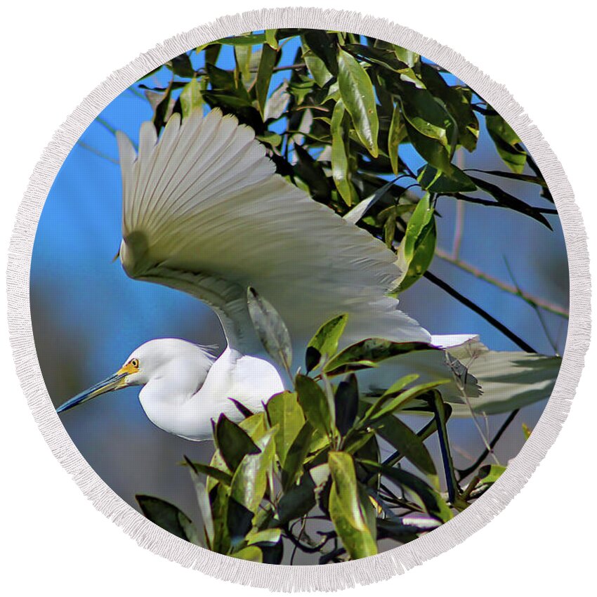 Nature Round Beach Towel featuring the photograph Snowy Egret Taking Flight - Egretta Thula by DB Hayes