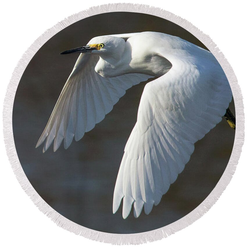 Snowy Egret Round Beach Towel featuring the photograph Snowy Hop by Art Cole