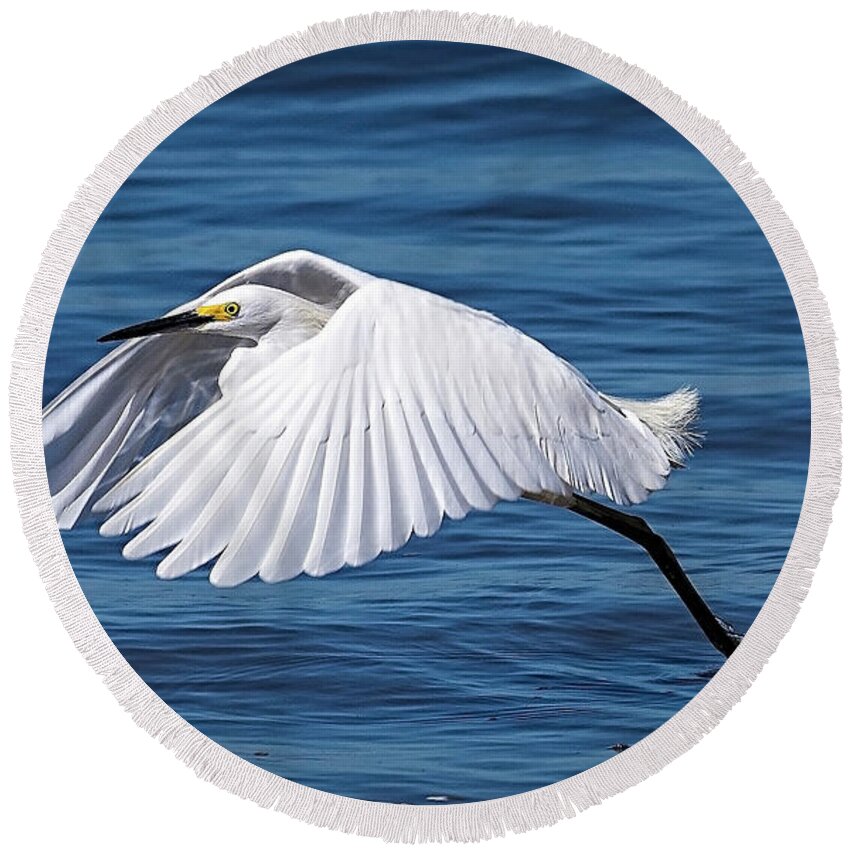 Egret Round Beach Towel featuring the photograph Snowy Liftoff by DB Hayes