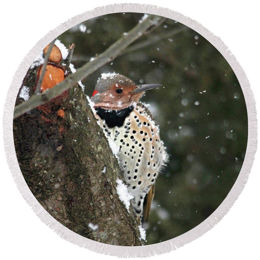 Birds Round Beach Towel featuring the photograph Snowy Northern Flicker by Trina Ansel
