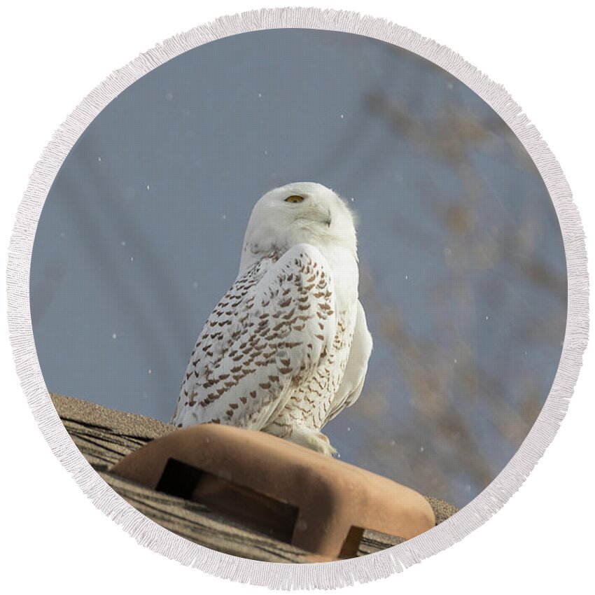 Owl Round Beach Towel featuring the photograph Snowy Owl Enjoys The Snowflakes by Tony Hake