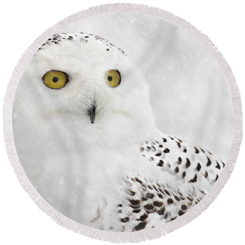 Owl Round Beach Towel featuring the photograph Snowy Owl on a Wintry Day by Angie Rea