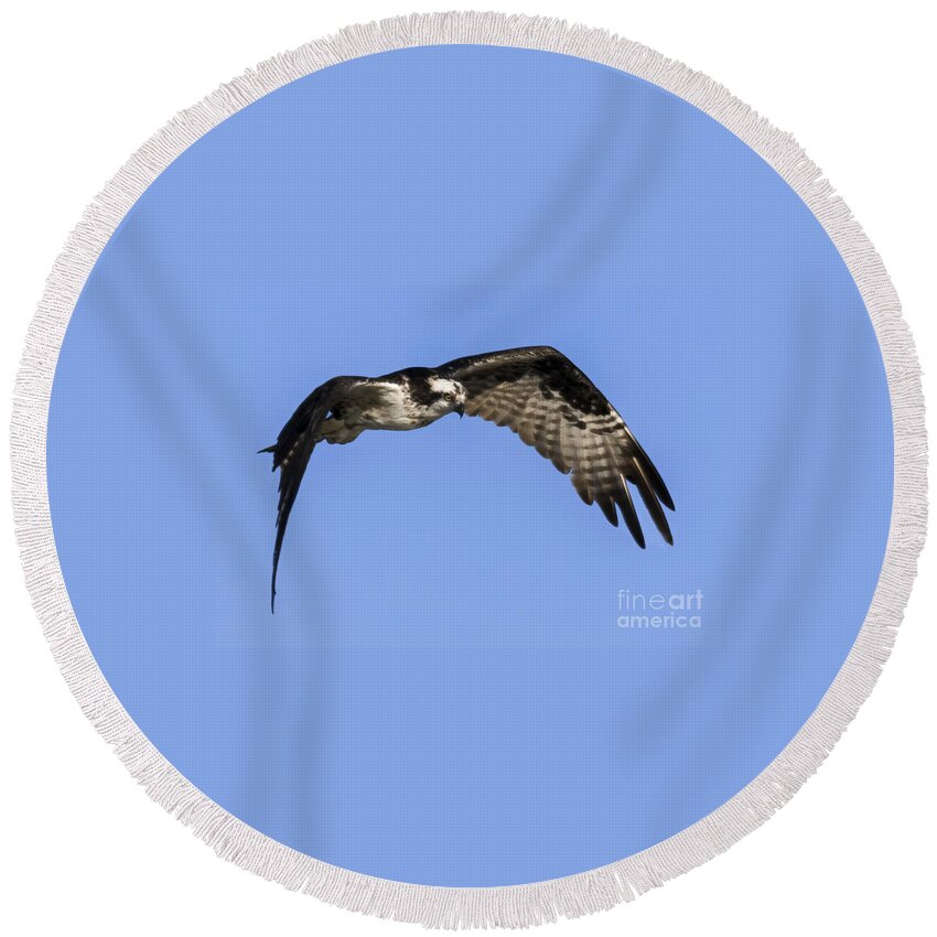 Soaring Osprey Round Beach Towel featuring the photograph Soaring Osprey by Priscilla Burgers