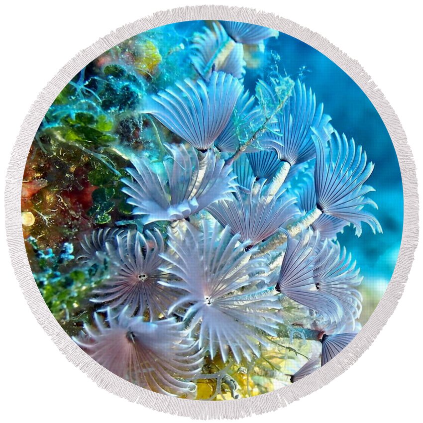 Anemone Round Beach Towel featuring the photograph Social Feather Dusters on Coral Reef by Amy McDaniel