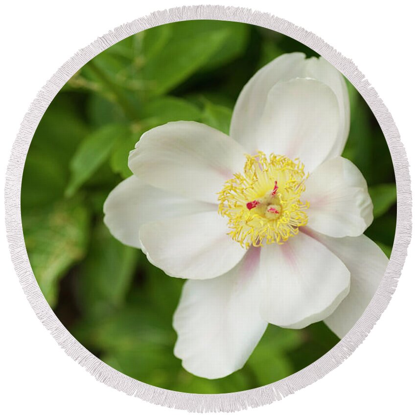 Jenny Rainbow Fine Art Photography Round Beach Towel featuring the photograph Soft Apricot Kisses. Beauty of Peony Flowers by Jenny Rainbow