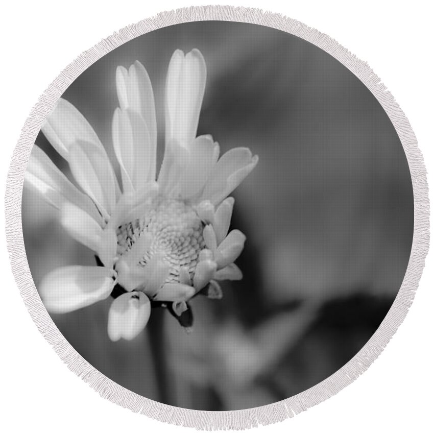White Round Beach Towel featuring the photograph Soft White Petals by Alana Ranney