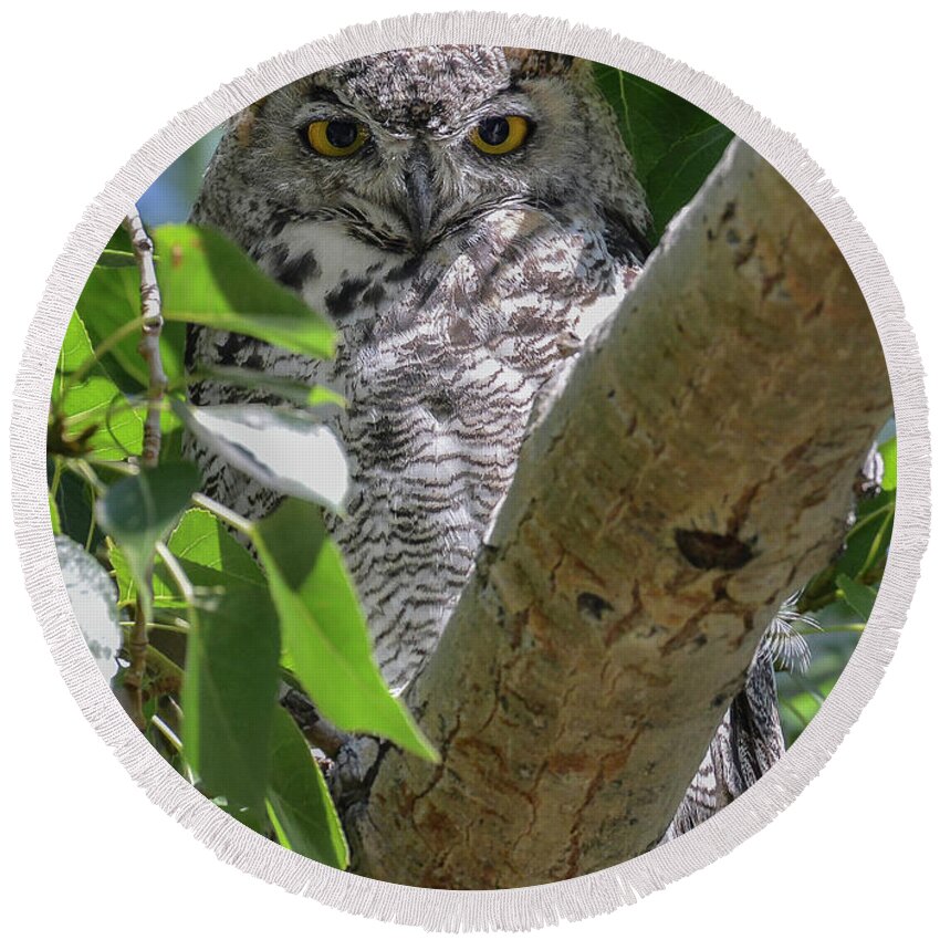Great Horned Owls - #owls #raptors #fineartphtography - Images Of Rae Ann M. Garrett #raeannmgarett - Black And White Photography #forowllovers #loveofowls - Images Of Owls - Round Beach Towel featuring the photograph Solar by Rae Ann M Garrett