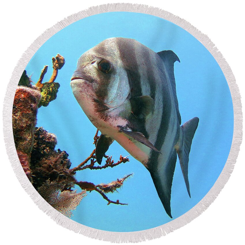 Underwater Round Beach Towel featuring the photograph Solitary Atlantic Spadefish by Daryl Duda