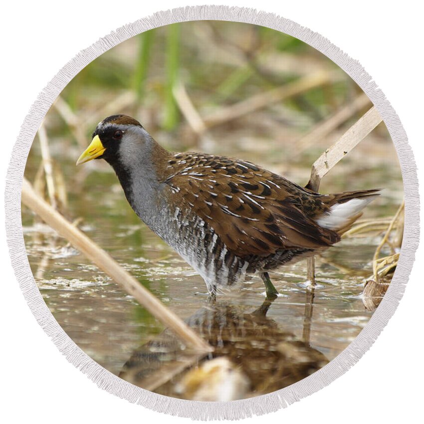 Peterson Nature Photography Round Beach Towel featuring the photograph Sora Rail by James Peterson