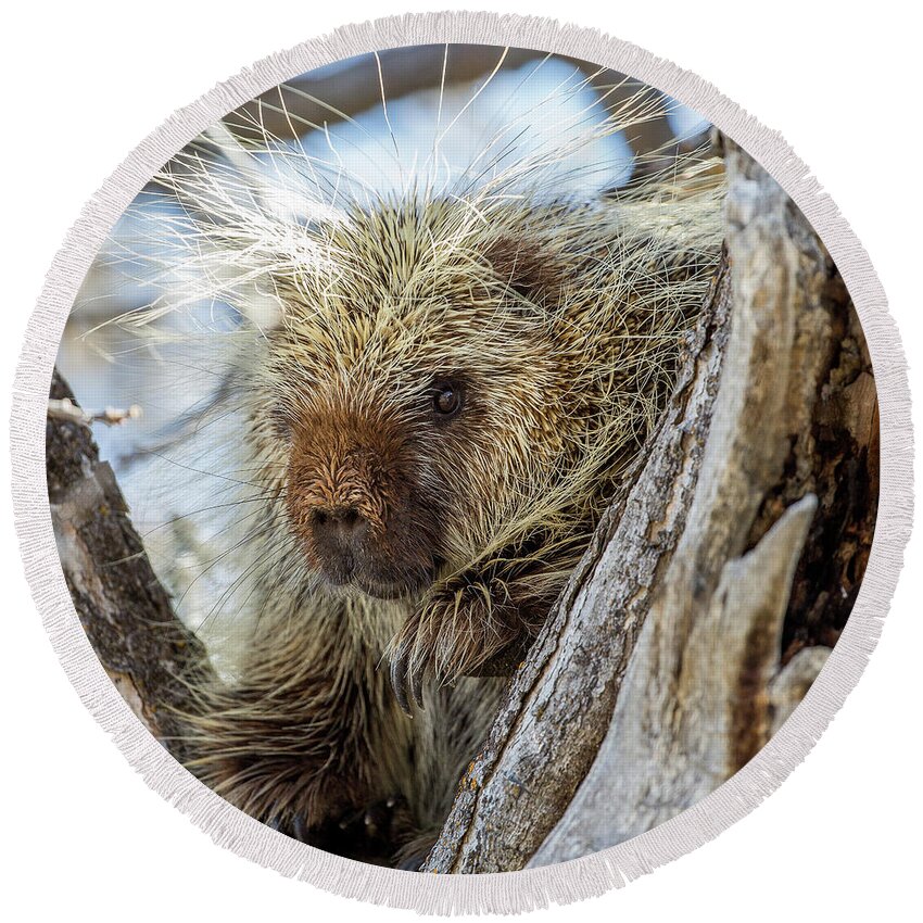 Porcupine Round Beach Towel featuring the photograph Soul Center by Kevin Dietrich