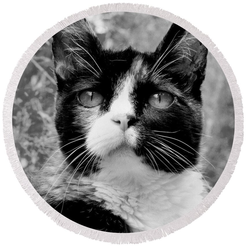 Cat Round Beach Towel featuring the photograph Souls Great and Small by Rory Siegel