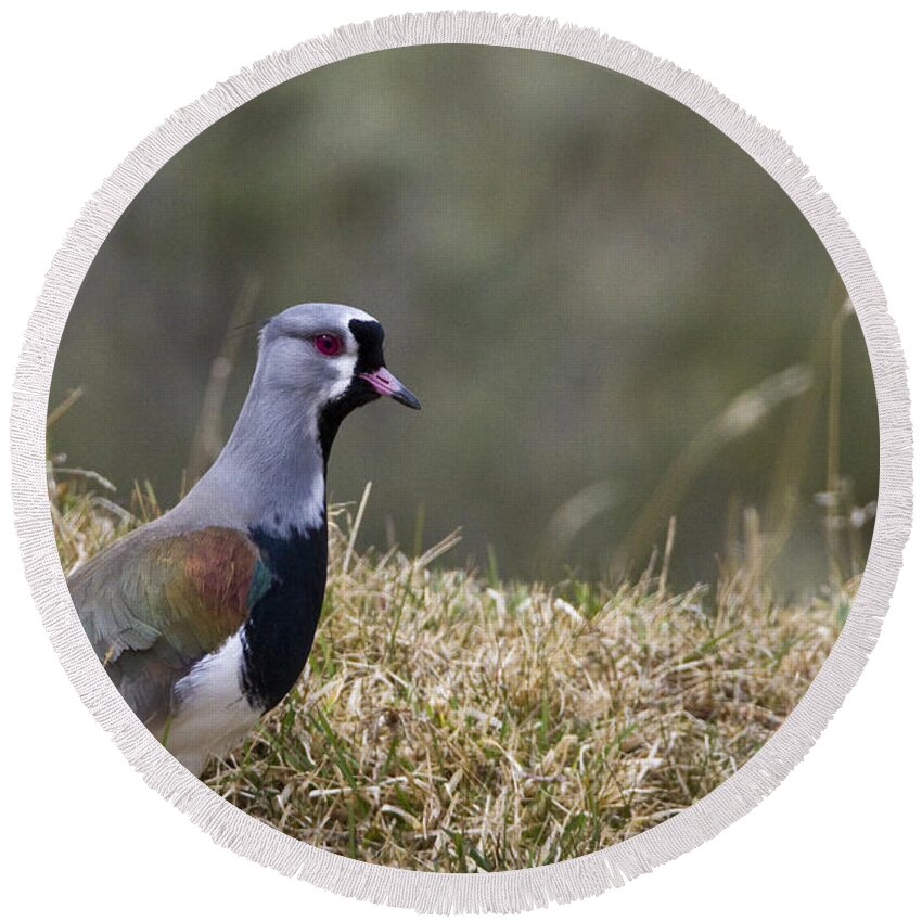 Southern Lapwing Round Beach Towel featuring the photograph Southern Lapwing by Jean-Louis Klein & Marie-Luce Hubert