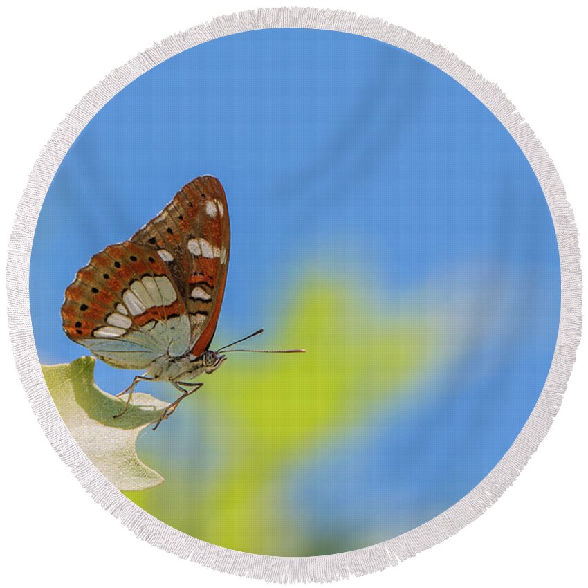 Animal Round Beach Towel featuring the photograph Southern White Admiral - Limenitis reducta by Jivko Nakev