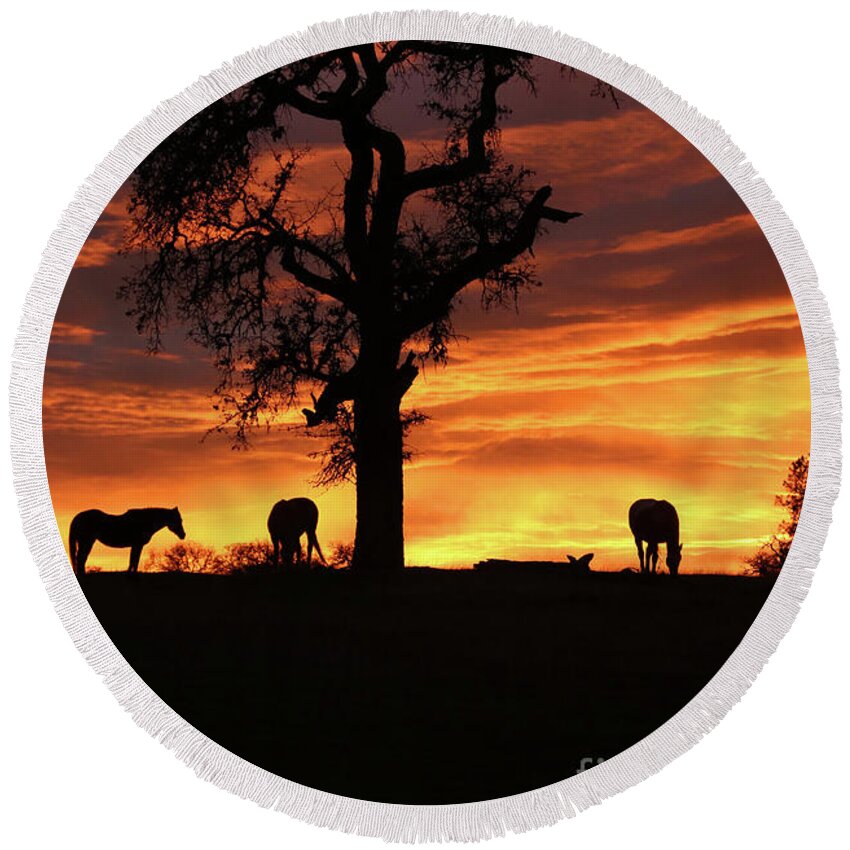 Horse Round Beach Towel featuring the photograph Southwestern Sunrise Color, Silhouetted Oak Tree and Three Horses by Stephanie Laird