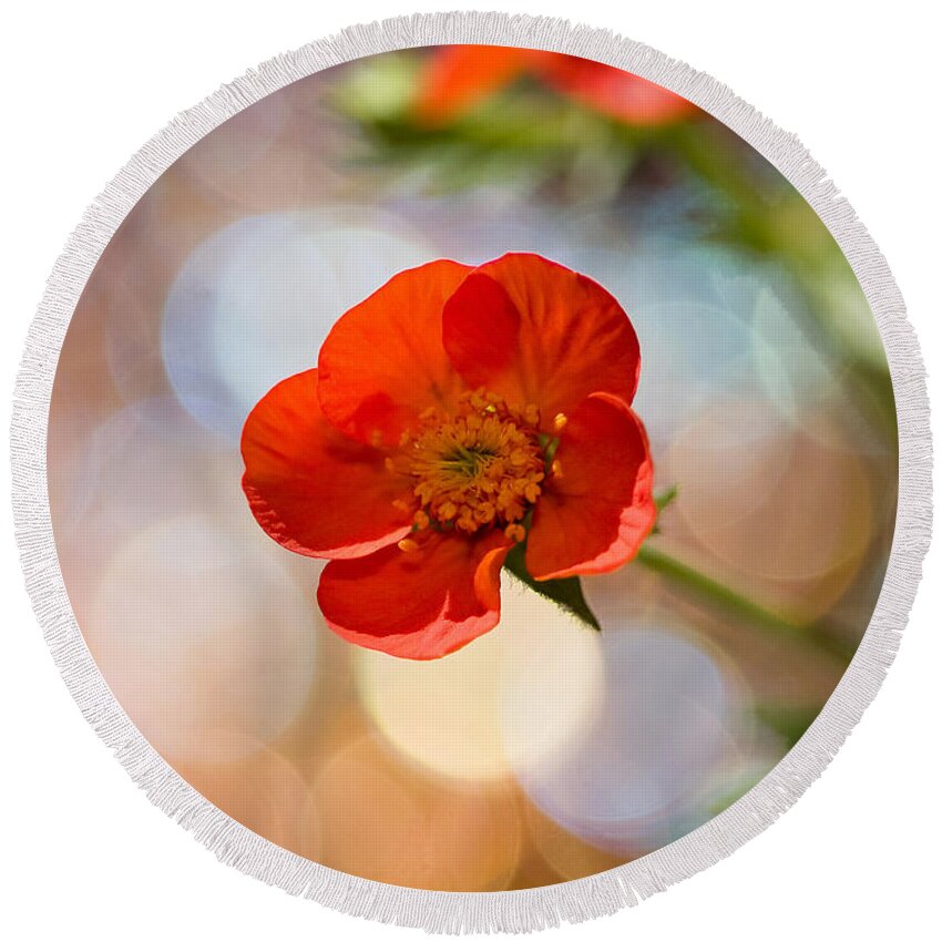 Flowers Round Beach Towel featuring the photograph Sparkle Plenty Cookie by Dorothy Lee