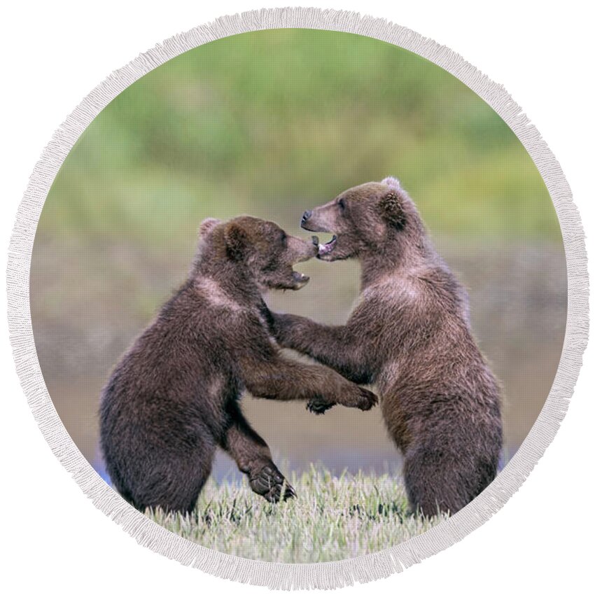 Brown Bears Round Beach Towel featuring the photograph Sparring Cubs by Mark Harrington