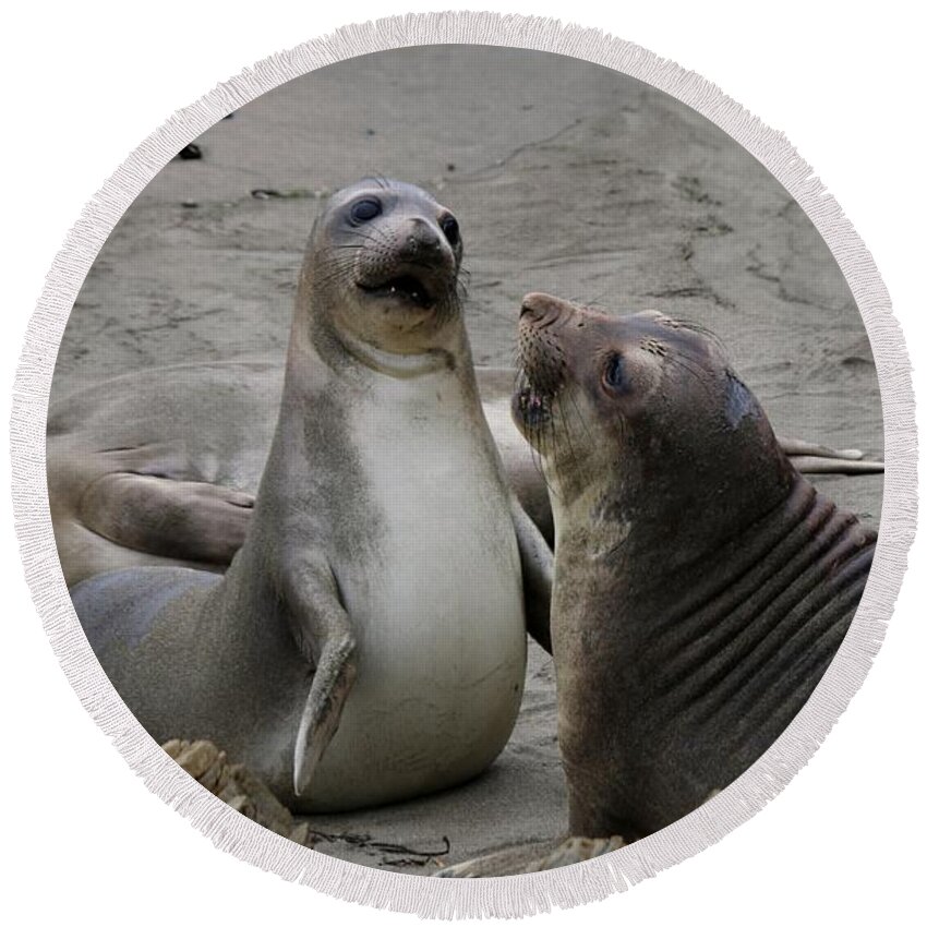 Elephant Seal Round Beach Towel featuring the photograph Sparring Seals by Christy Pooschke