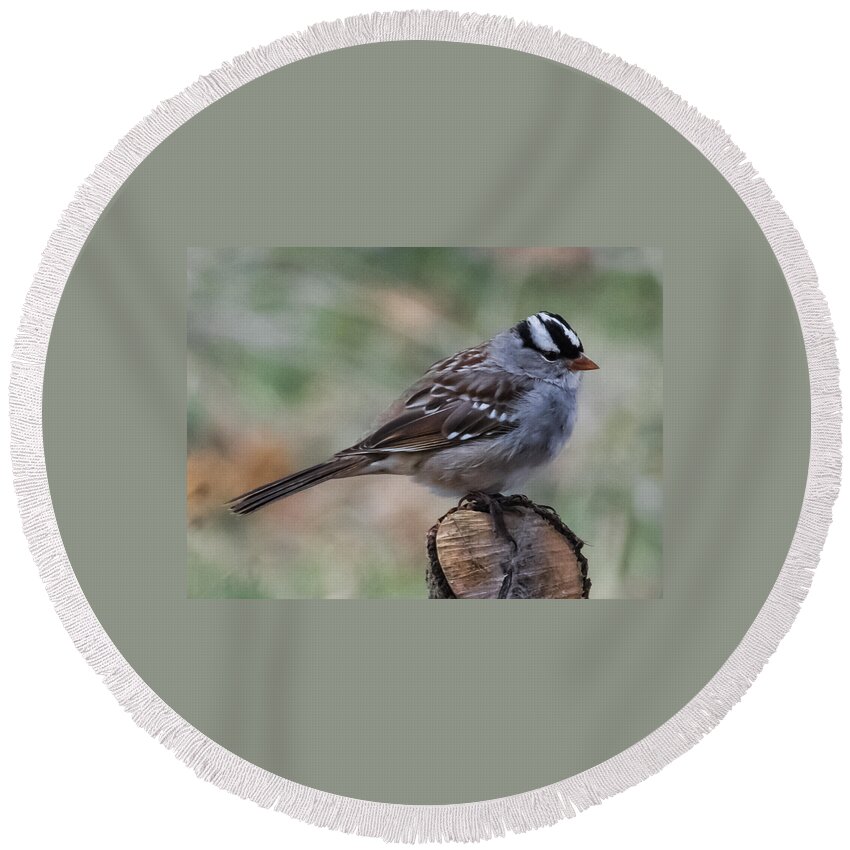 Jan Holden Round Beach Towel featuring the photograph Sparrow   by Holden The Moment